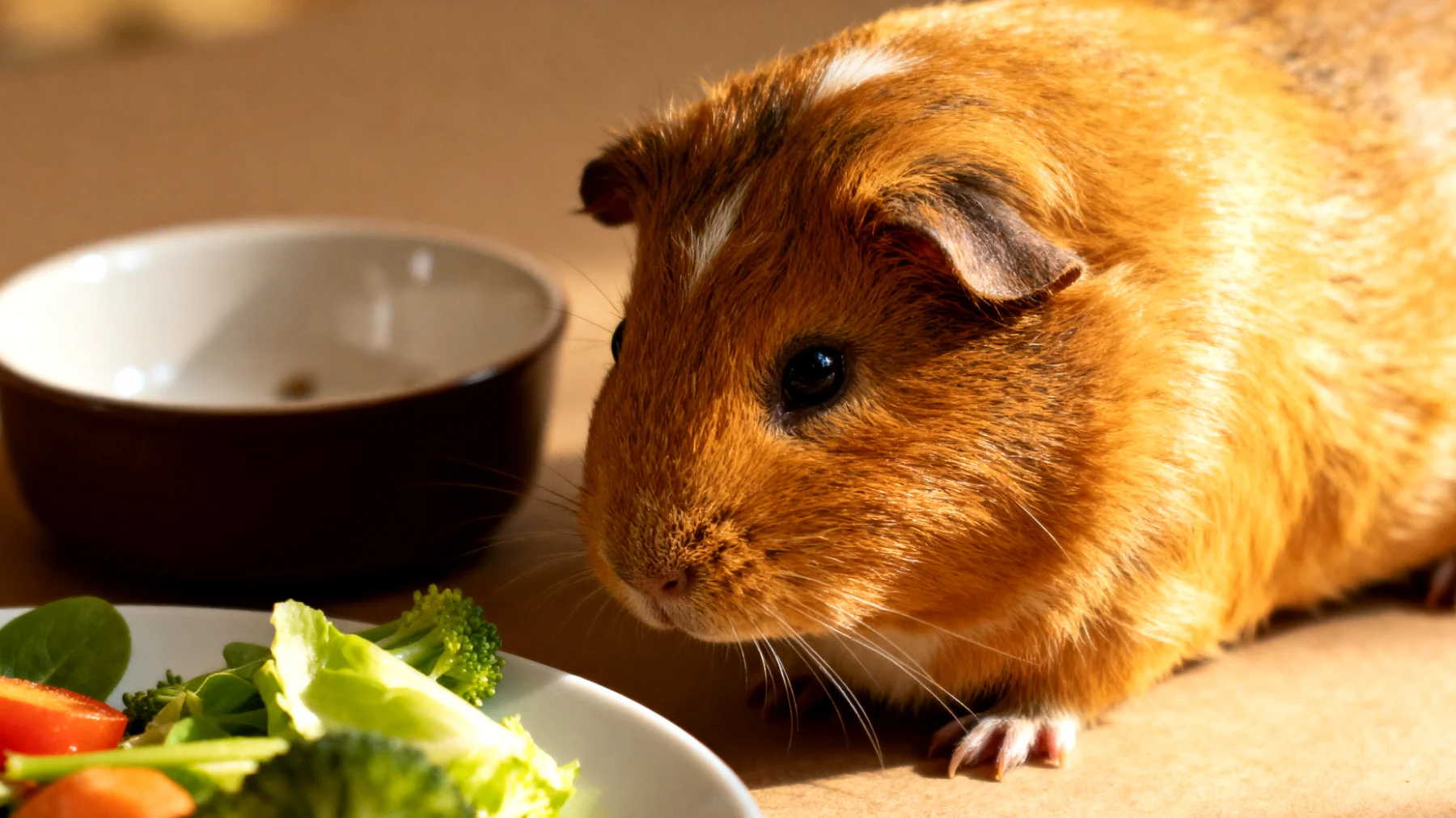 Meerschweinchen verweigern bestimmte gesunde Nahrungsmittel oder haben eine einseitige Ernährung, was zu Mangelerscheinungen führen kann"