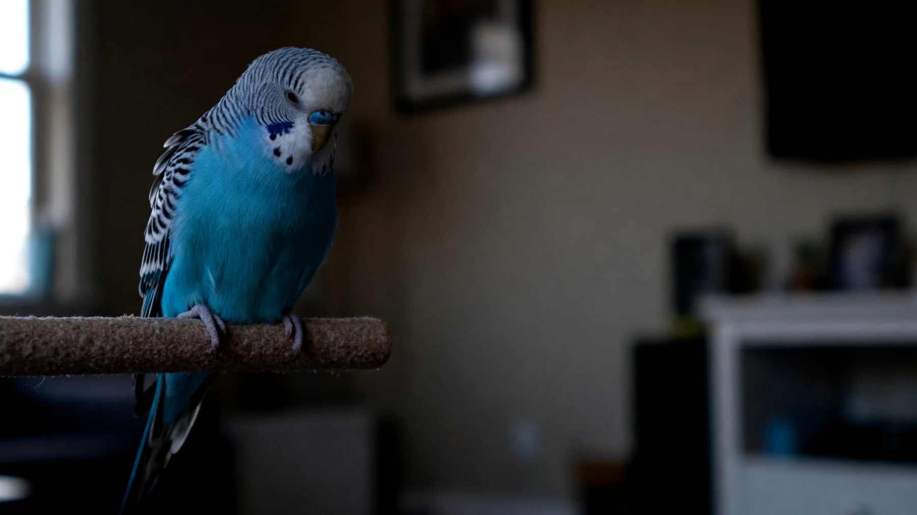 Wellensittiche in Wohnungshaltung leiden häufig unter Vitamin-D-Mangel aufgrund fehlender natürlicher Sonneneinstrahlung, was zu geschwächten Knochen, Federproblemen und einem geschwächten Immunsystem führen kann"